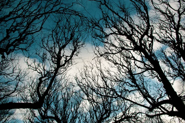 冬日天空中的树枝 — 图库照片