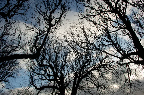 Grenar Träd Vinterhimmel — Stockfoto