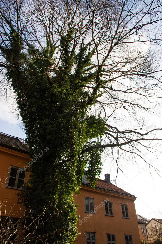 big tree with ivy with old yellow house in Stokholm