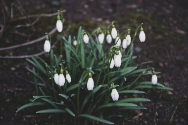 Bahçedeki ilk beyaz kar damlası