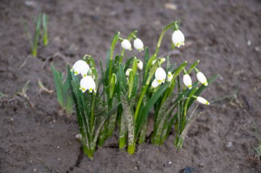 Bahçedeki ilk beyaz kar damlası