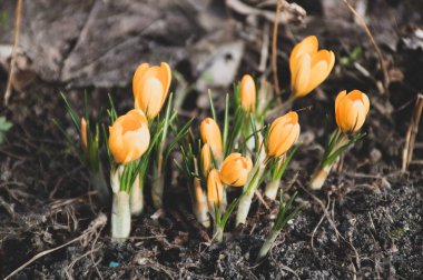 Bahçedeki sarı çiçek.