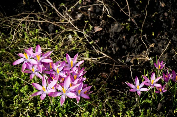 Bahar Pembe Çiçek — Stok fotoğraf