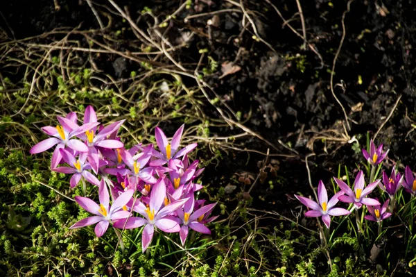 První Jarní Růžové Krokus Květiny — Stock fotografie