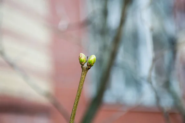 Primera Planta Joven Verde Jardín —  Fotos de Stock