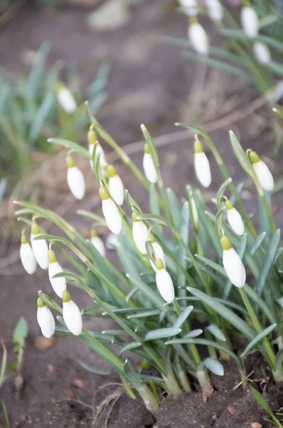 Primeiras Gotas Neve Brancas Jardim — Fotografia de Stock