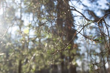 Güneşli bir sabahta çam ağacı dalları