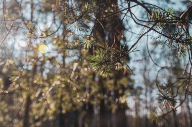 Güneşli bir sabahta çam ağacı dalları