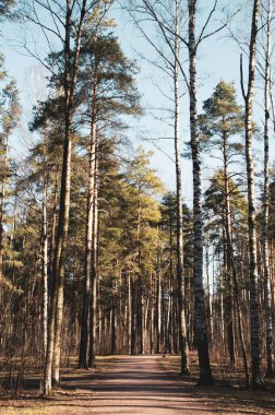 Güneşli bir sabahta çam ağacı dalları