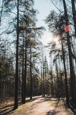 Güneşli bir sabahta çam ağacı dalları