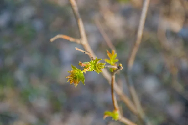 Neue Grüne Blätter Baum Frühling — Stockfoto