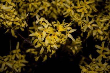bahar sarısı çiçekler siyah arkaplanda
