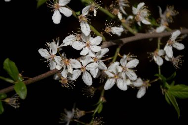 Siyah arka planda beyaz bahar çiçekleri