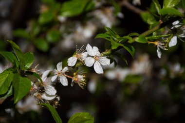 Siyah arka planda beyaz bahar çiçekleri