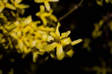 bahar sarısı çiçekler siyah arkaplanda