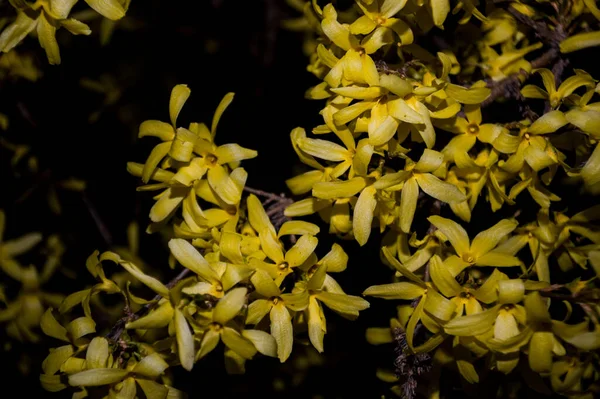 Primavera Fiori Gialli Sfondo Nero — Foto Stock