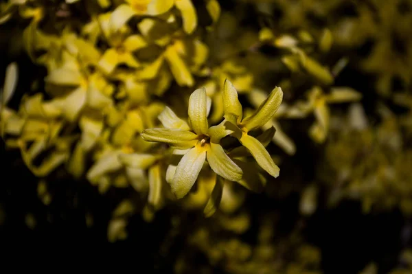 Spring Yellow Flowers Black Background — Stock Photo, Image