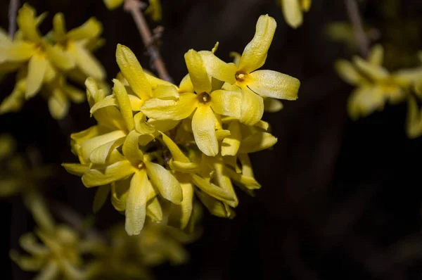 Jarní Žluté Květy Černém Pozadí — Stock fotografie