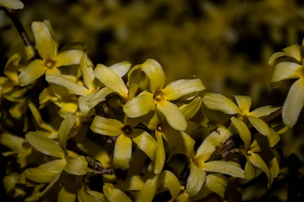 Wiosna Żółte Kwiaty Czarnym Tle — Zdjęcie stockowe