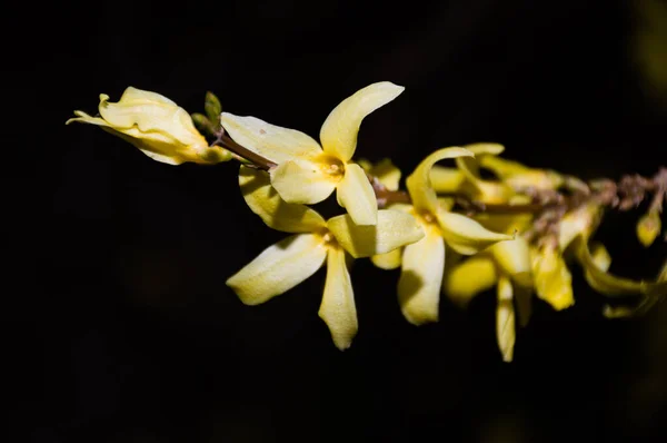 Весняні Жовті Квіти Чорному Фоні — стокове фото