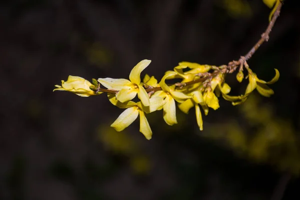 Printemps Fleurs Jaunes Sur Fond Noir — Photo