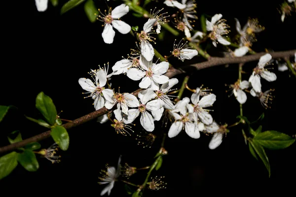 Flores Brancas Primavera Fundo Preto — Fotografia de Stock