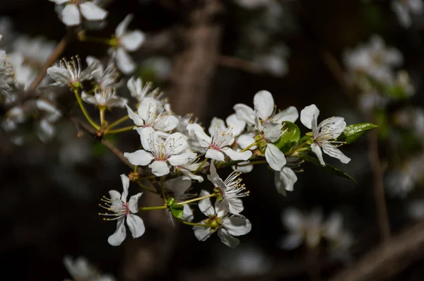 Білі Весняні Квіти Чорному Тлі — стокове фото