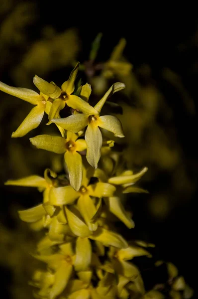 Весняні Жовті Квіти Чорному Фоні — стокове фото