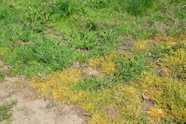 İşlenmiş çim glifosat. Ezilmiş taşlarla serpiştirilmiş topraktaki bitki örtüsünün tahrip edilmesi. Kabartmanın bitkiler üzerindeki etkisi..