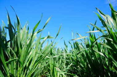 Mavi gökyüzüne karşı taze buğday filizleri. Buğday tarlası