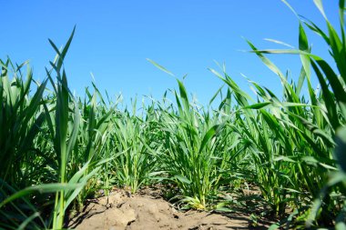 Mavi gökyüzüne karşı taze buğday filizleri. Buğday tarlası