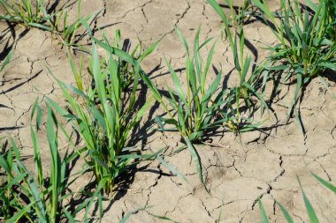 Tarlada genç buğday sapları, baharda kış buğdayları.