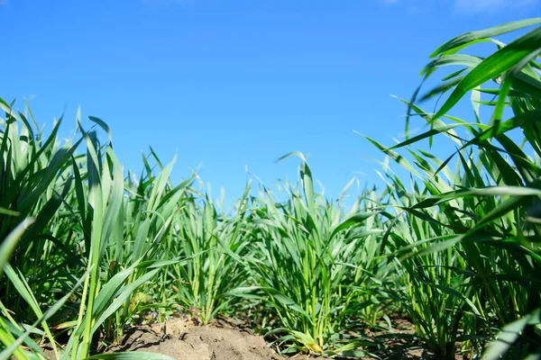 Mavi gökyüzüne karşı taze buğday filizleri. Buğday tarlası
