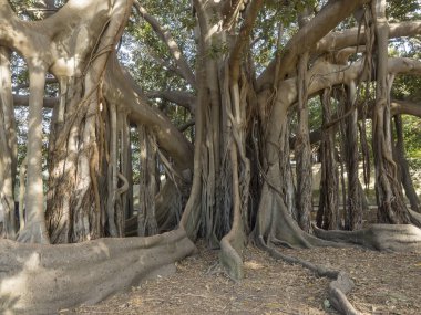 Ficus Indica olarak bilinen hatırı sayılır büyüklükte bir palermo ağacı botanik bahçesinde bulunur.