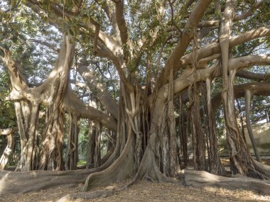 Ficus Indica olarak bilinen hatırı sayılır büyüklükte bir palermo ağacı botanik bahçesinde bulunur.