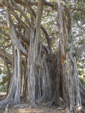 Ficus Indica olarak bilinen hatırı sayılır büyüklükte bir palermo ağacı botanik bahçesinde bulunur.
