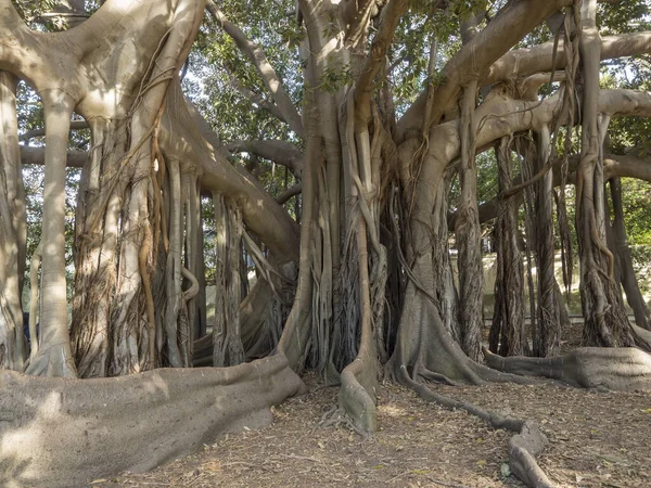 Ficus Indica植物園内に存在するかなりの大きさのパレルモの木 — ストック写真