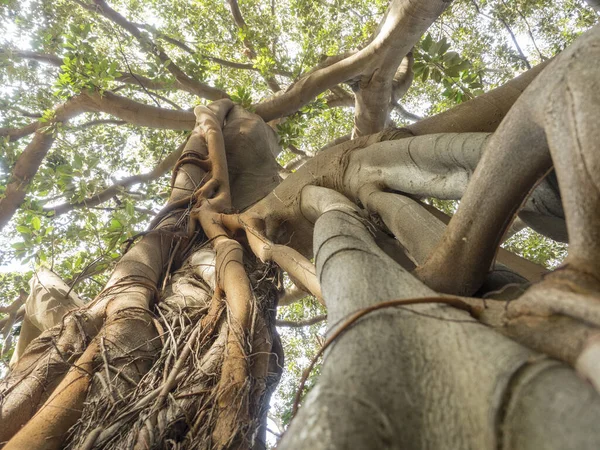 Ficus Indica Olarak Bilinen Hatırı Sayılır Büyüklükte Bir Palermo Ağacı Stok Resim