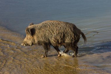 Kırsalda yabandomuzu nehirde yürüyor.