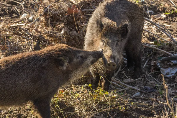 Auf Dem Land Spaziert Das Wildschwein Gras Fluss — Stockfoto