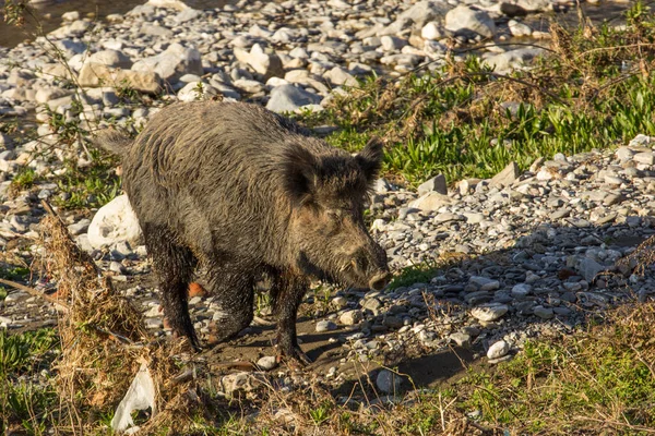 Auf Dem Land Spaziert Das Wildschwein Gras Fluss — Stockfoto