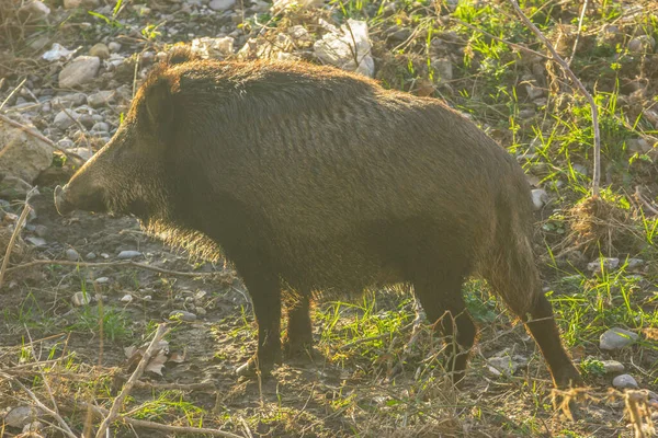 Wsi Dzik Trawie Spaceruje Rzece — Zdjęcie stockowe