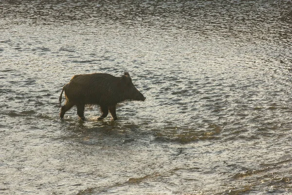 Dans Campagne Sanglier Dans Herbe Marche Dans Rivière — Photo