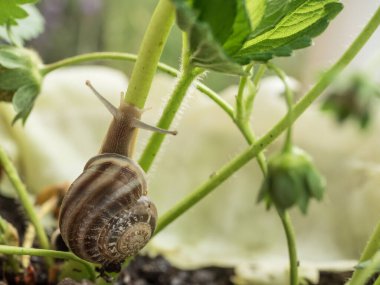 Kendi habitatında bir salyangoz makro, Bu durumda bir çilek bitki