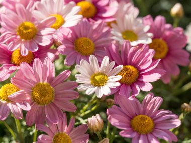 İlkbaharda açan papatya çiçeklerinin yakın çekimi