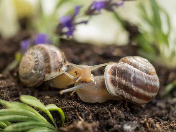Macro of a pair of snails in the earth between plants
