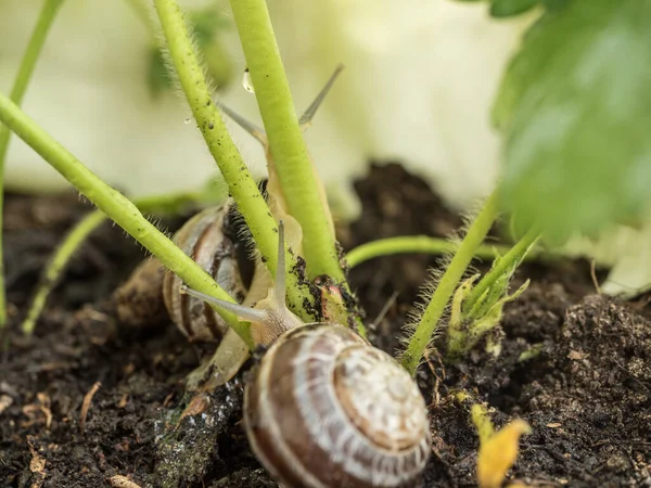 Macro of a pair of snails in the earth between plants