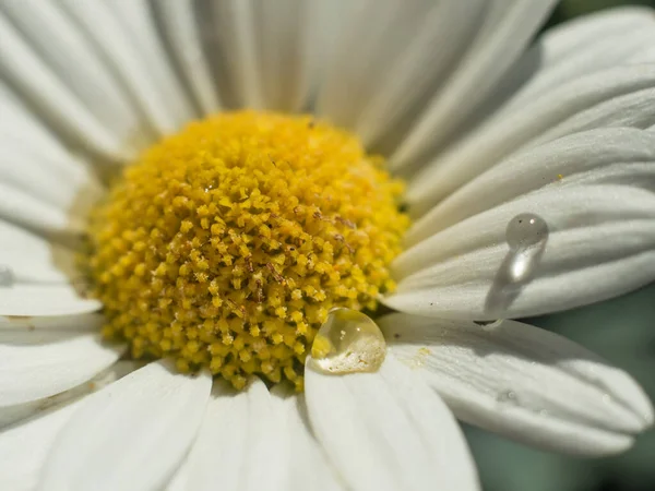 小さな水滴を持つデイジー花弁のマクロ — ストック写真