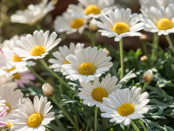 Närbild Tusensköna Blommor Våren Blommar — Stockfoto