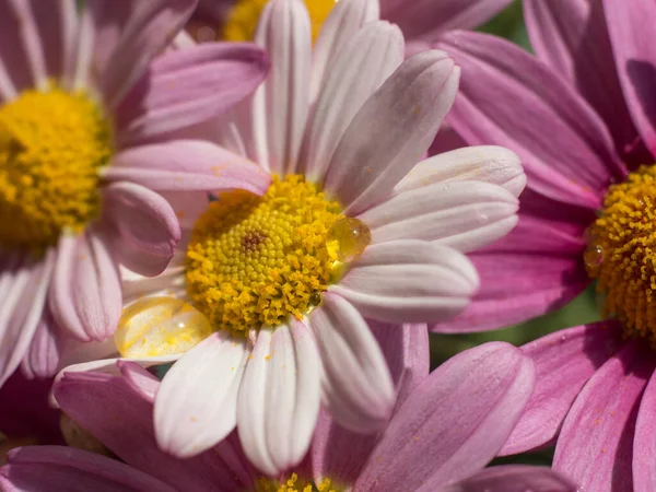 Makro Tusensköna Kronblad Med Små Droppar Vatten — Stockfoto